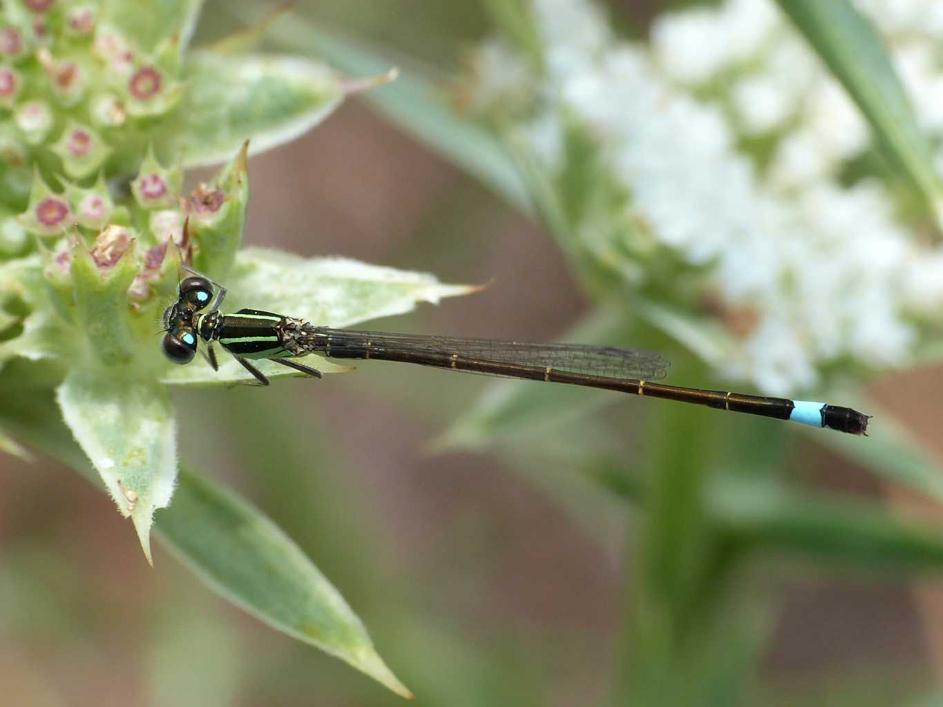 Mini odonato su Echinophora spinosa